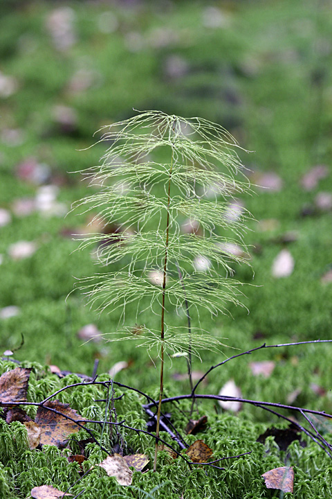 Изображение особи Equisetum sylvaticum.