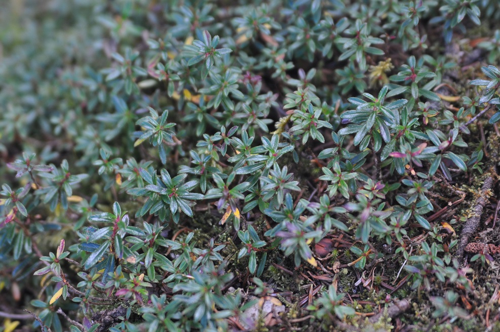 Image of familia Ericaceae specimen.