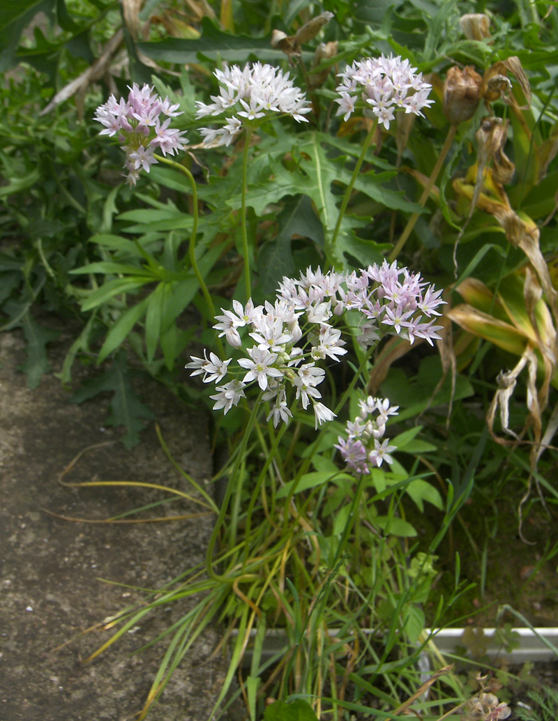 Image of Allium canadense var. lavandulare specimen.