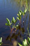 Menyanthes trifoliata