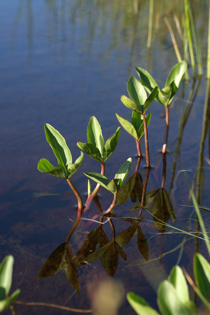 Image of Menyanthes trifoliata specimen.