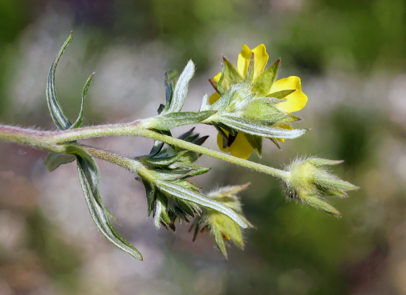 Изображение особи Potentilla multifida.