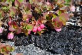 Vaccinium uliginosum подвид microphyllum. Верхушки побегов с цветками. Чукотка, побережье бухты Провидения, кустарничково-лишайниковая тундра. 15.06.2012.