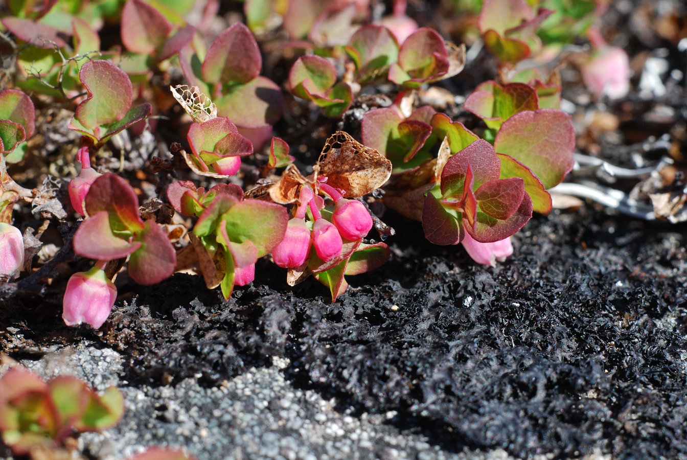 Image of Vaccinium uliginosum ssp. microphyllum specimen.