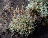 Artemisia glomerata. Плодоносящее растение. Камчатский край, Усть-Камчатский р-н, между ст. вулканологов \"Подкова\" и вулканами Ключевской группы. 24.08.2016.