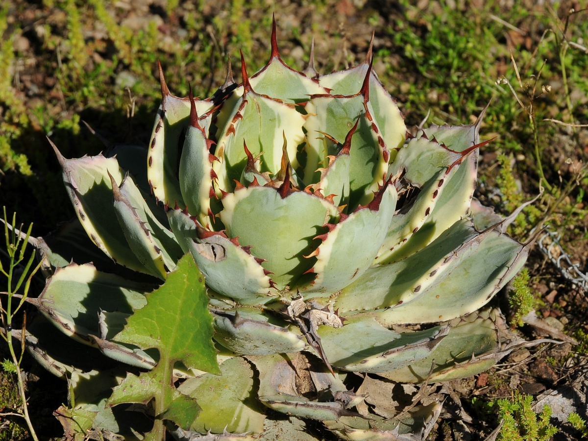 Изображение особи Agave potatorum.