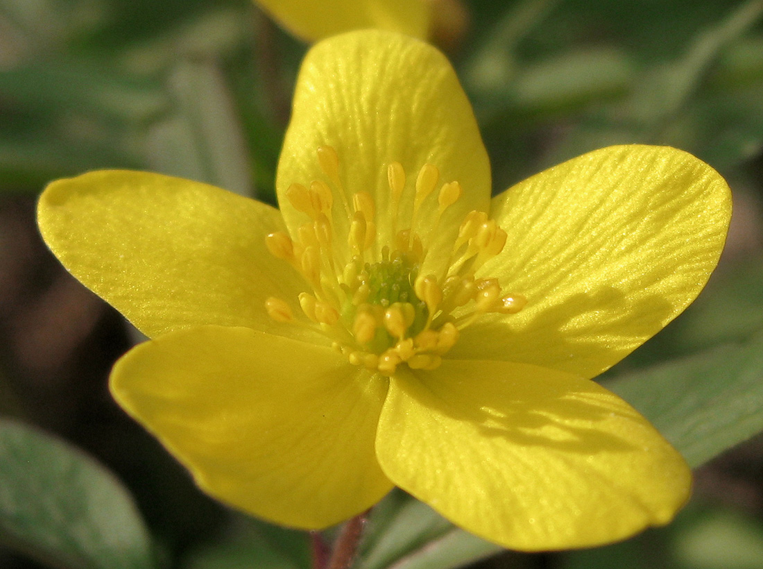 Image of Anemone ranunculoides specimen.