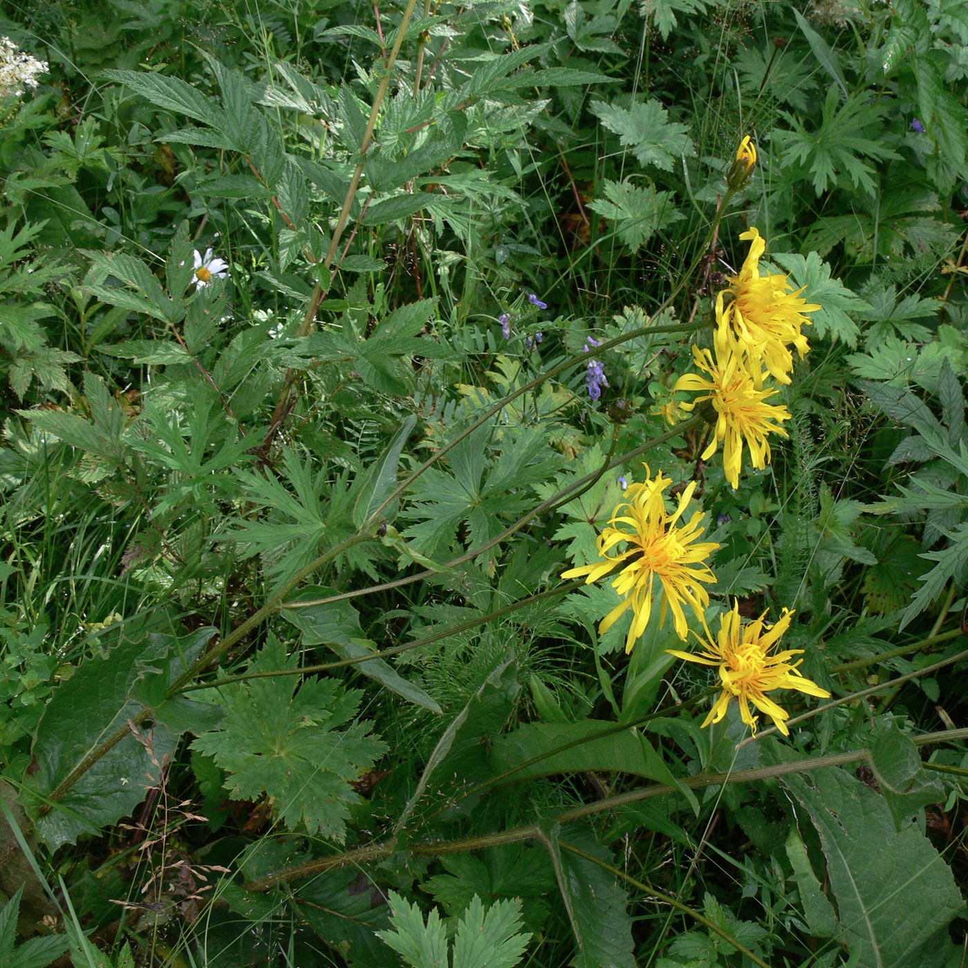 Image of Crepis sibirica specimen.