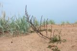 Artemisia campestris