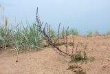 Artemisia campestris. Отцветшее(?) растение. Ленинградская обл., окр. пос. Большая Ижора, побережье Финского зал., песчаный береговой вал. 10.09.2017.