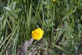 Potentilla aurea. Цветок и листья. Чехия, Оломоуцкий край, природный заповедник Jeseníky, субальпийский луг. 15.06.2017.