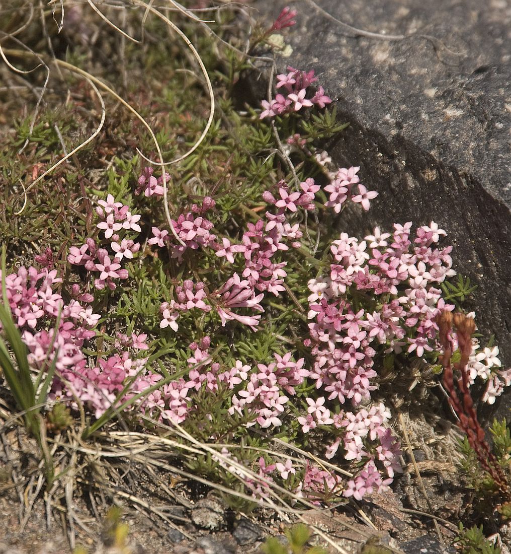 Image of Asperula cristata specimen.