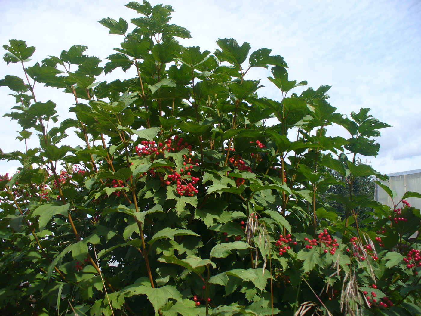 Image of Viburnum opulus specimen.