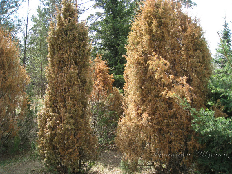 Изображение особи Juniperus communis.