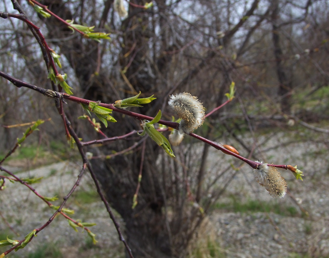 Image of Salix rorida specimen.