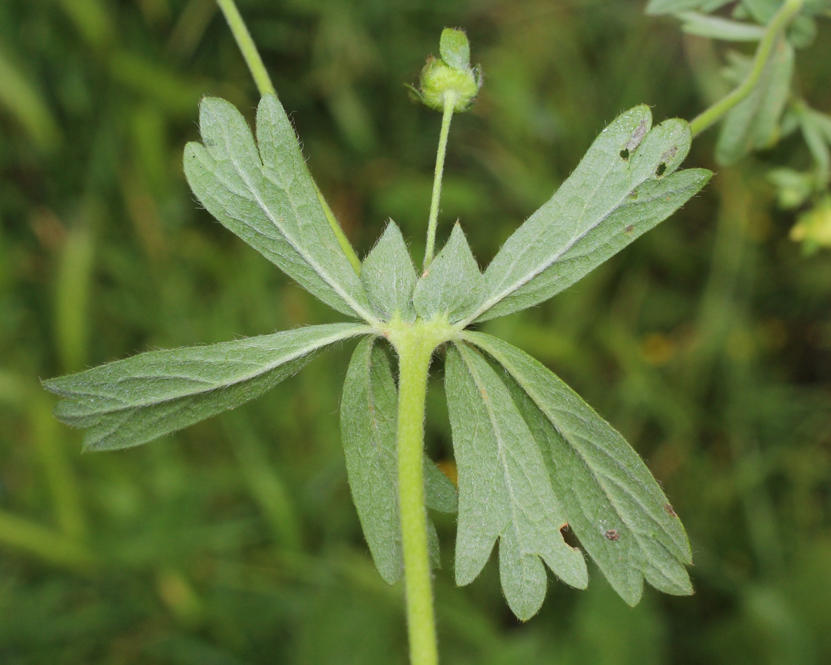 Изображение особи Potentilla canescens.