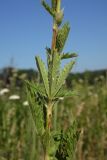 Potentilla recta