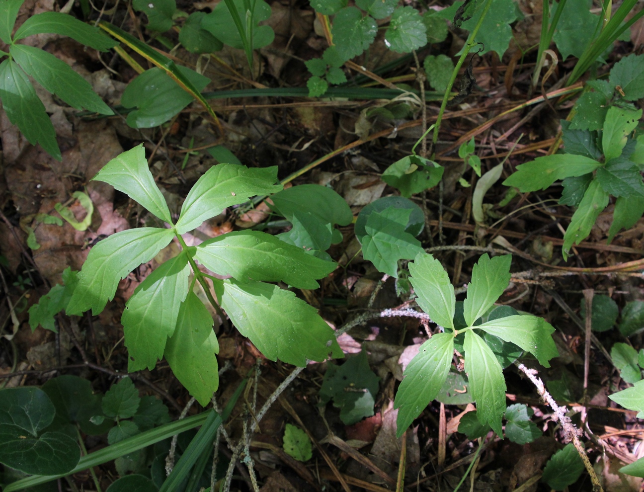 Изображение особи Cardamine bulbifera.