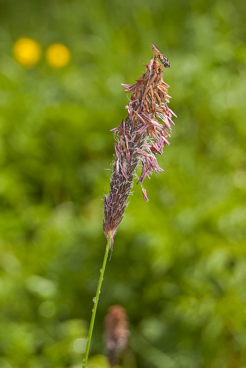 Image of Alopecurus pratensis specimen.