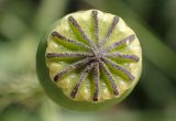 Papaver rhoeas