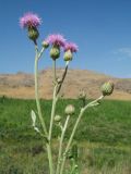 Cirsium incanum. Верхушка цветущего растения. Южный Казахстан, Сырдарьинский Каратау, горы Улькунбурултау, ≈ 700 м н.у.м., у солоноватого родника Карабастау. 28 июня 2018 г.