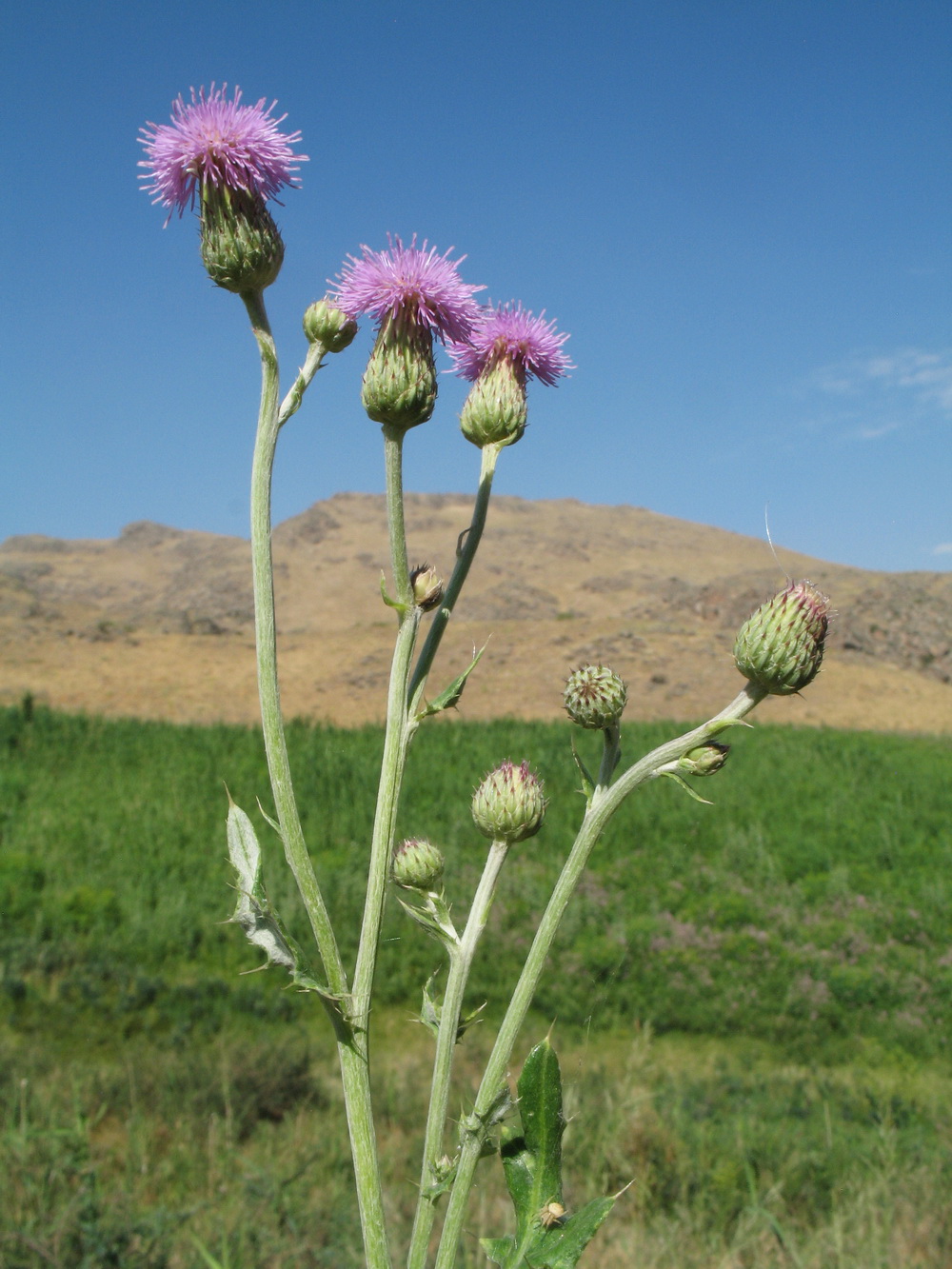 Изображение особи Cirsium incanum.