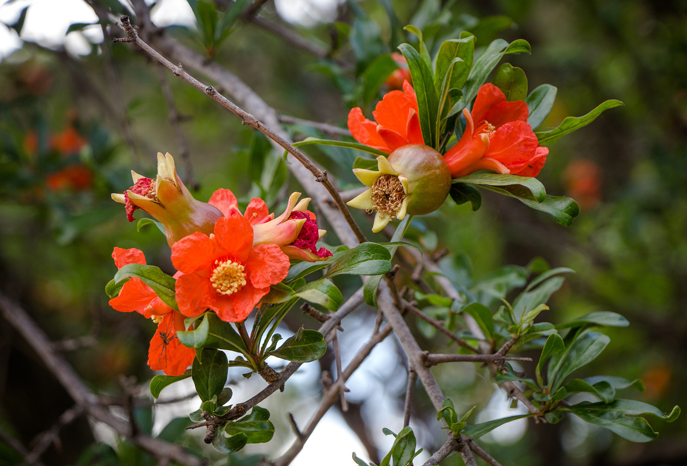 Image of Punica granatum specimen.