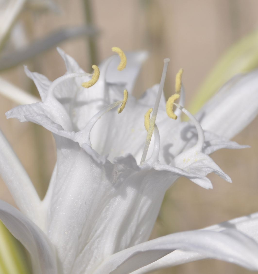 Изображение особи Pancratium maritimum.