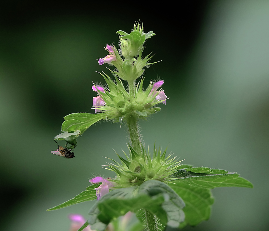 Изображение особи Galeopsis bifida.