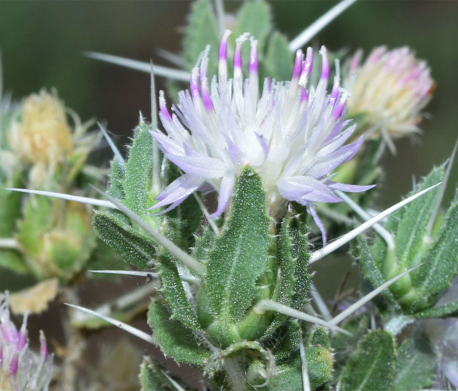 Image of Centaurea belangeriana specimen.