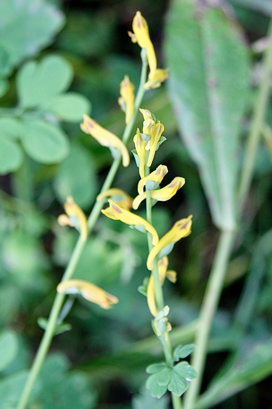 Image of Corydalis raddeana specimen.