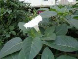 Datura innoxia