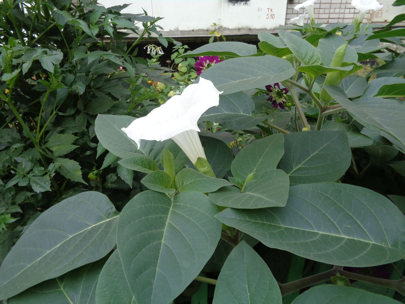 Image of Datura innoxia specimen.