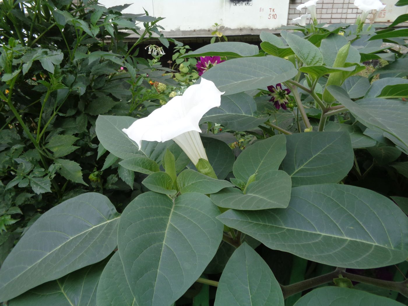 Изображение особи Datura innoxia.