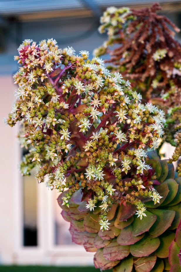 Image of genus Aeonium specimen.