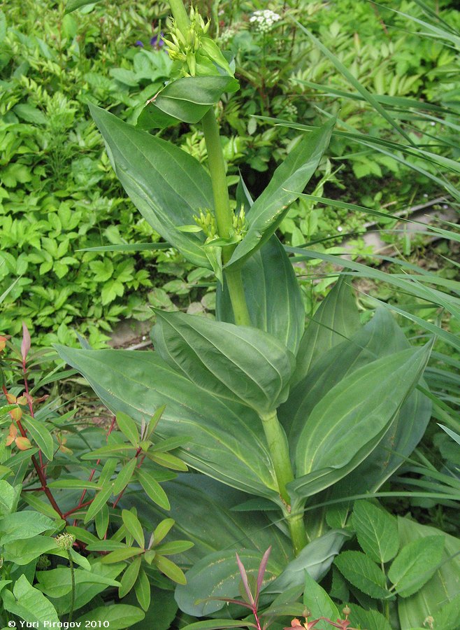 Изображение особи Gentiana lutea.