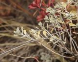 Odontarrhena obovata