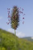 Phleum alpinum. Верхушка побега с соцветием. Адыгея, Кавказский биосферный заповедник, Абадзешский перевал, ≈ 2150 м н.у.м., субальпийский луг. 28.07.2018.