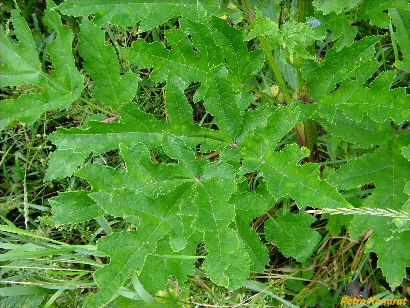 Image of Heracleum sphondylium specimen.