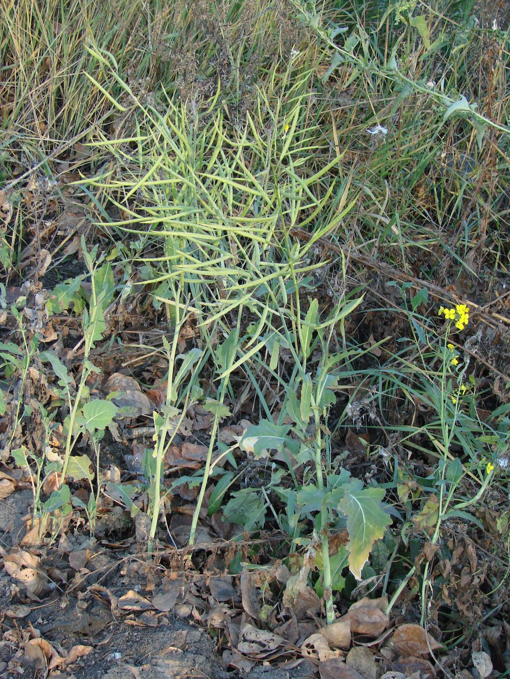 Изображение особи Brassica napus.