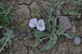 Convolvulus lineatus. Цветущее растение. Грузия, край Самцхе-Джавахети, Ахалцихский муниципалитет, окр. с. Грели, край луга, обочина дороги. 28.05.2018.