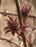 Sambucus racemosa