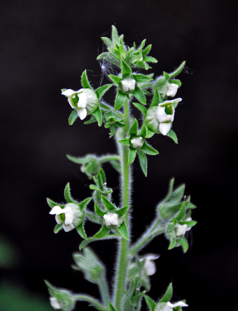 Изображение особи Scrophularia altaica.