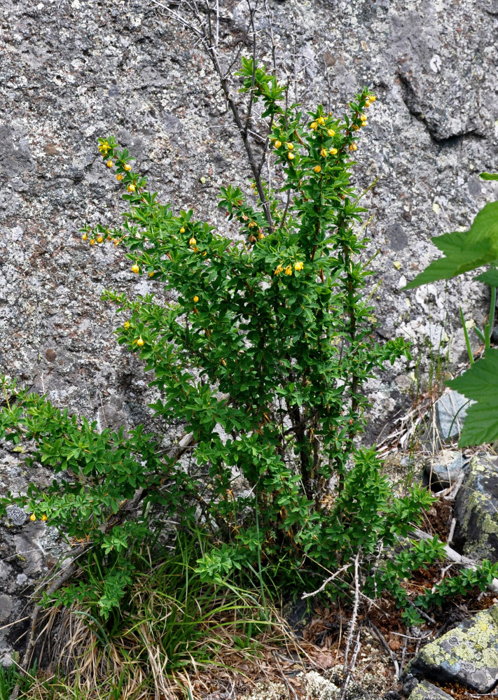 Изображение особи Berberis sibirica.