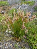 Thamnochortus acuminatus