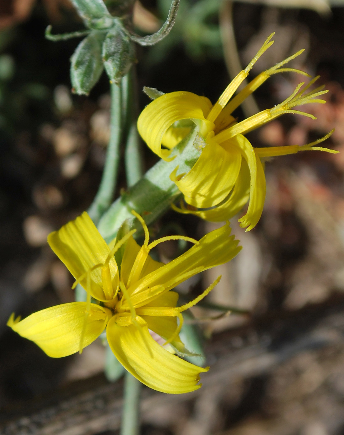 Изображение особи Scorzonera turkestanica.