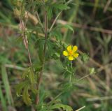 Potentilla intermedia