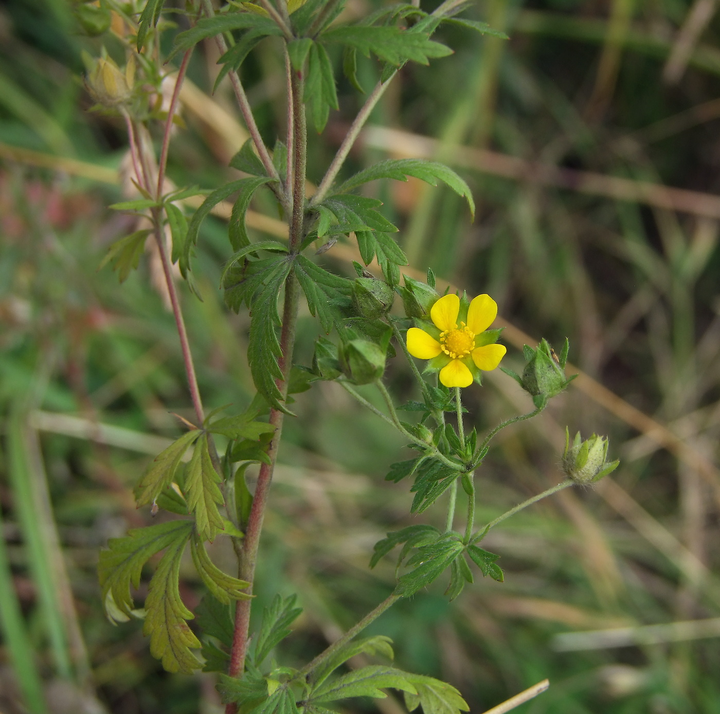 Image of Potentilla intermedia specimen.