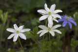 Hepatica nobilis