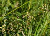 Thalictrum simplex